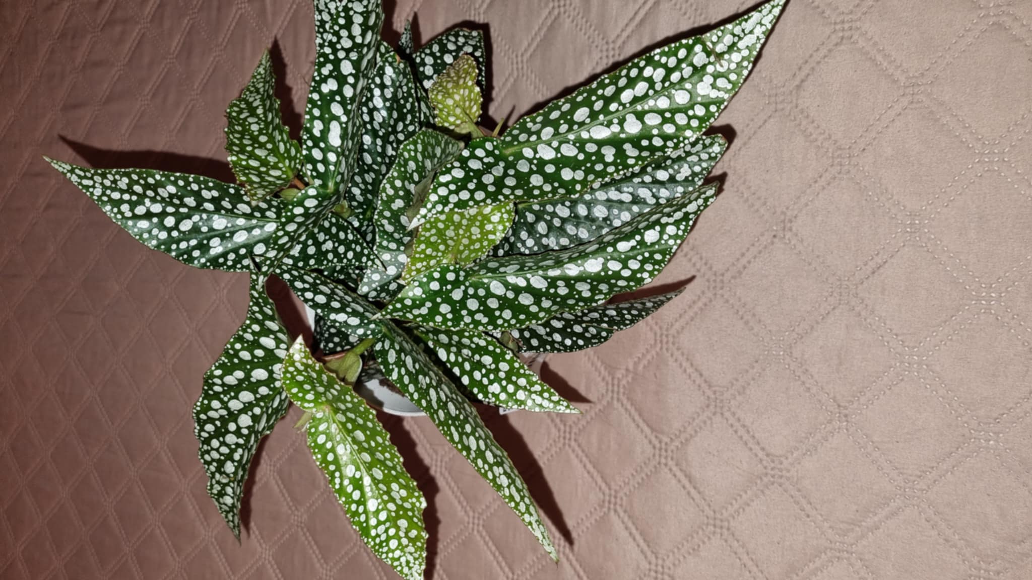 Begonia cane double dot Image 1